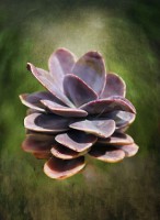 /album/fotogaleria-fotografia-macro/flora-060-640x480-jpg/